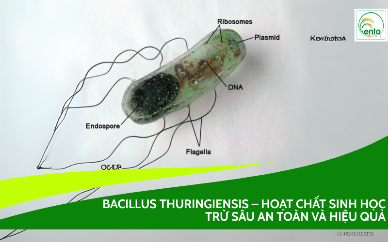 Bacillus thuringiensis