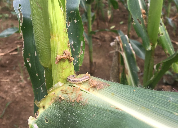 Bacillus thuringiensis