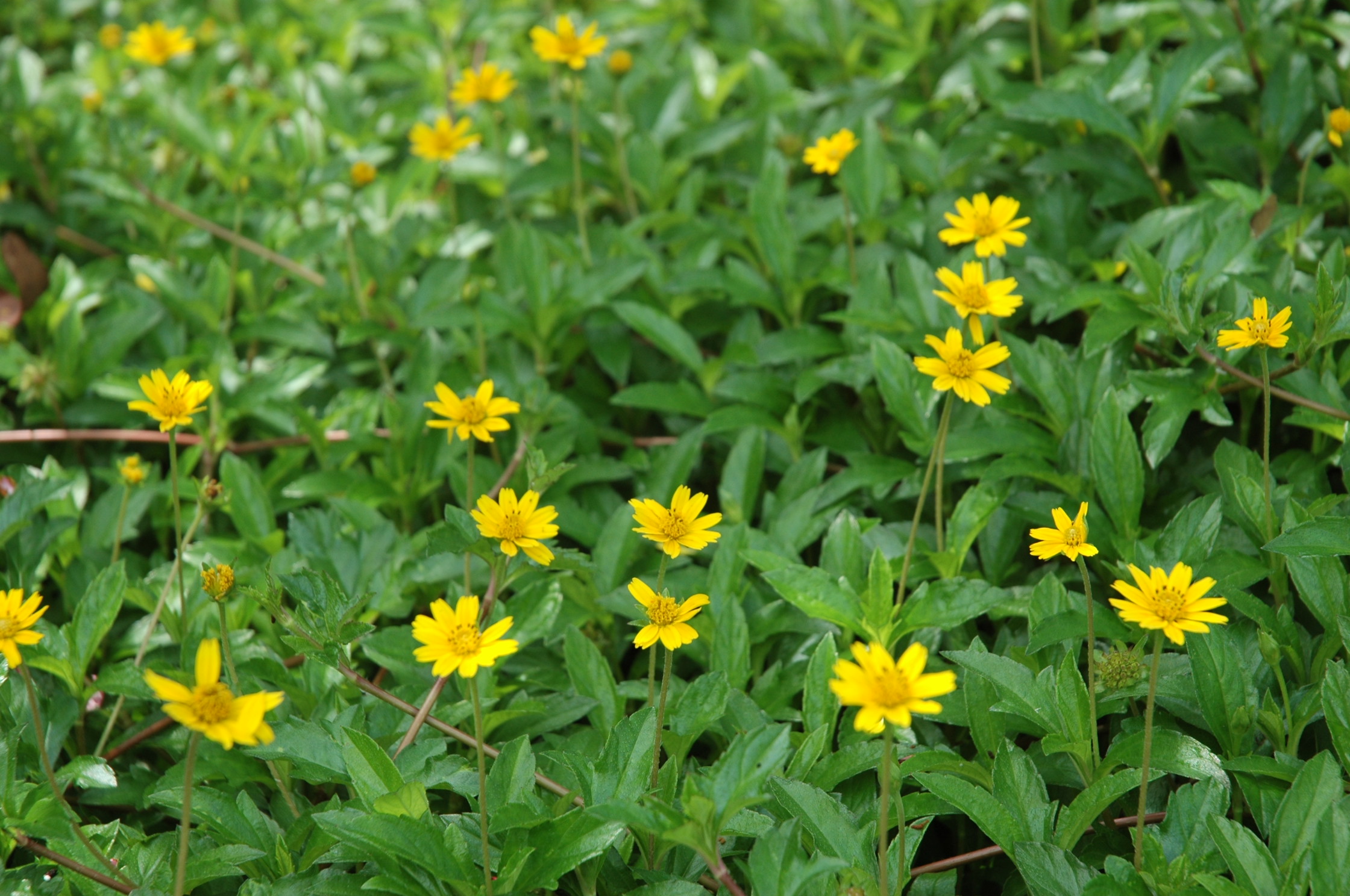 Thuốc diệt cỏ Mesotrione