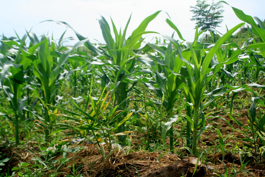 nhà cung cấp thuốc diệt cỏ mesotrione