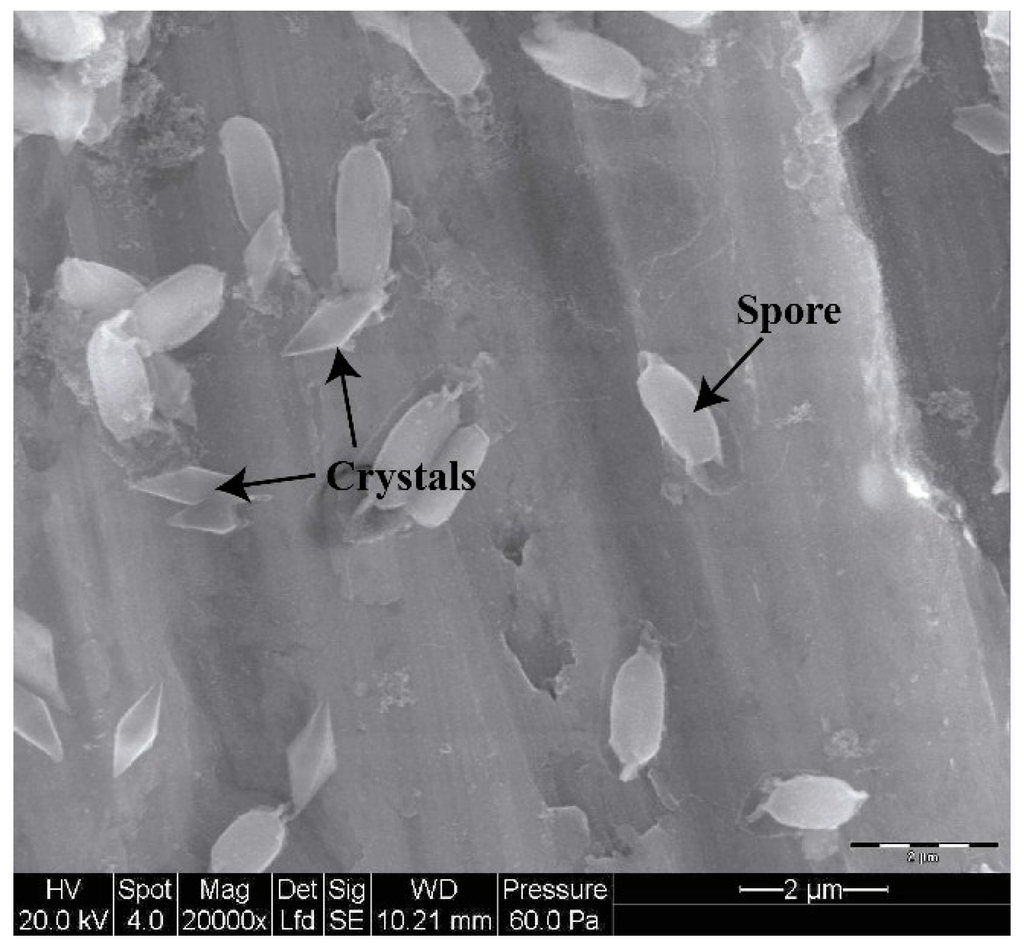 Bacillus thuringiensis