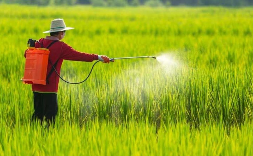 Ứng dụng Dinotefuran trong phòng trừ sâu hại trên lúa và rau màu