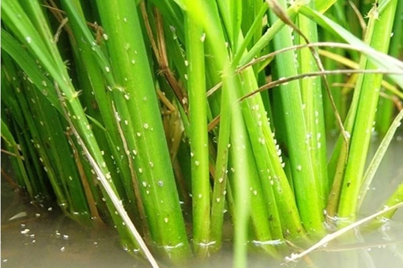 Hình ảnh nhện gié lúa tấn công