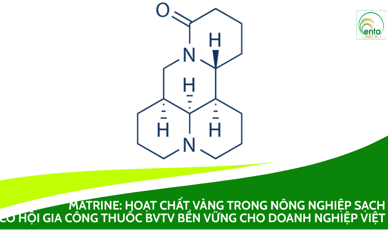 Matrine