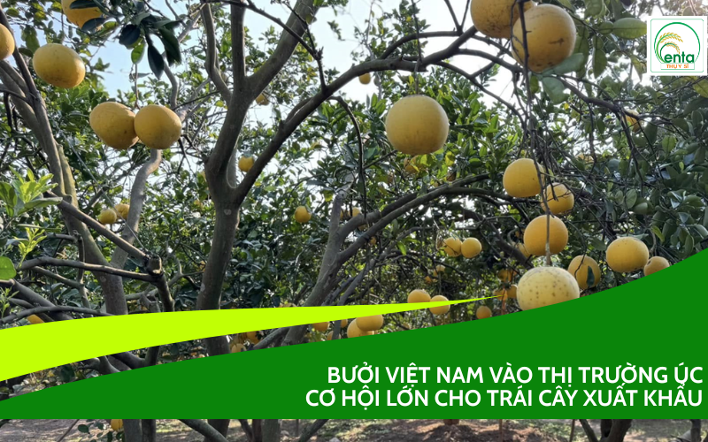 Bưởi Việt Nam sang Úc