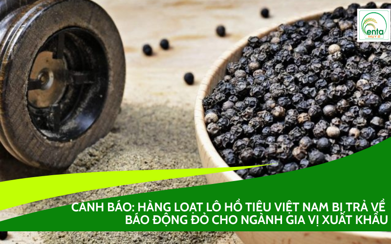 hồ tiêu Việt Nam bị trả về