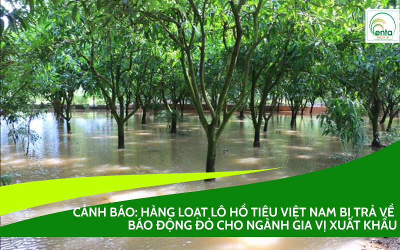 phục hồi vườn cây bị ngập úng