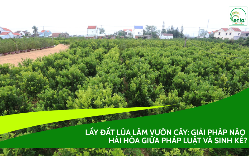 Lấy đất lúa làm vườn cây