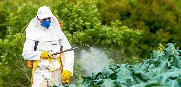 phục hồi vườn cây bị ngập úng