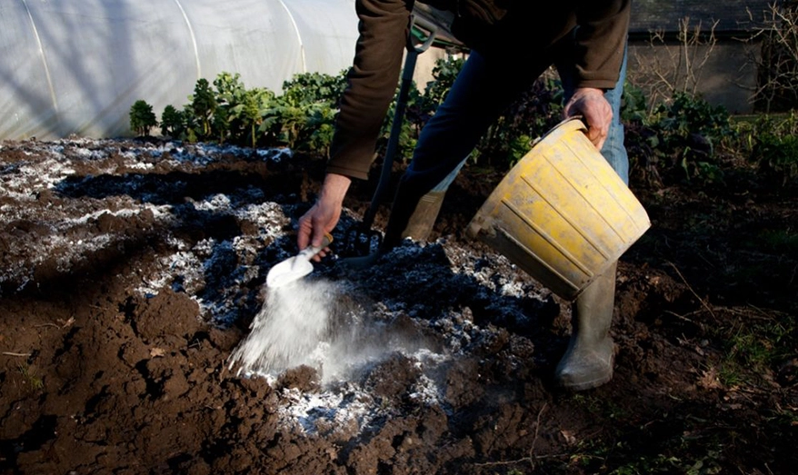 phục hồi vườn cây bị ngập úng