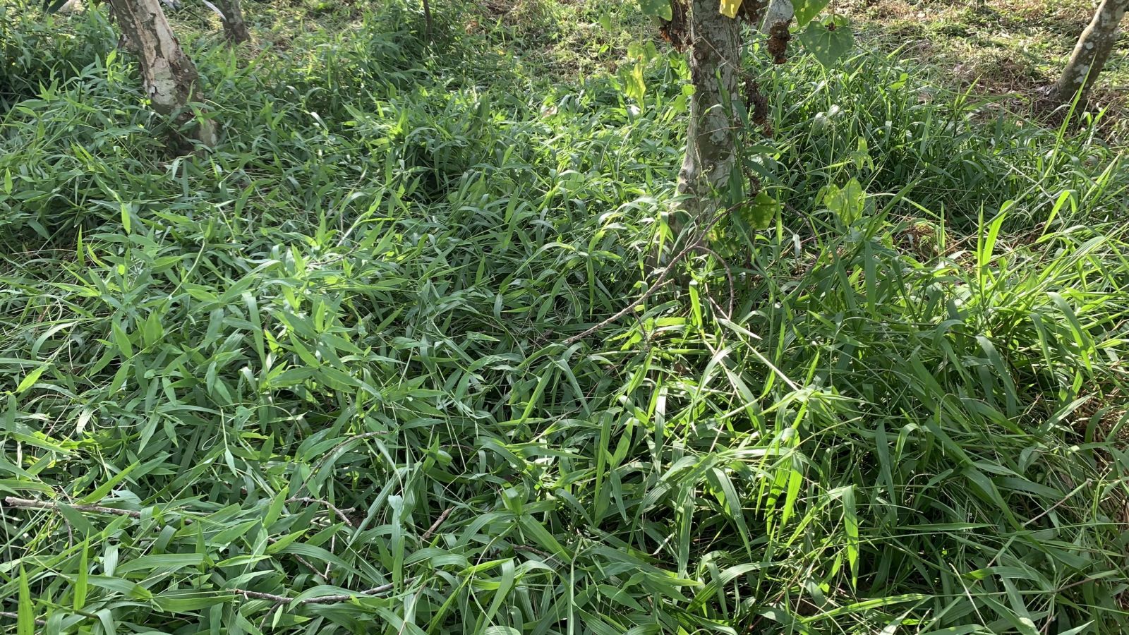 Pyrazosulfuron Ethyl