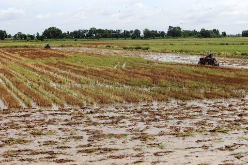 Lấy đất lúa làm vườn cây