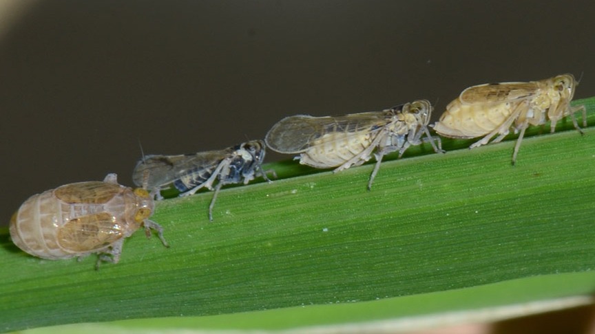 Buprofezin 6.7% + Imidacloprid 3.3%