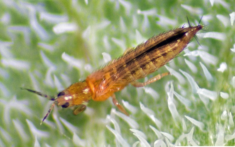 Cartap 75% w/w + Imidacloprid 10% w/w