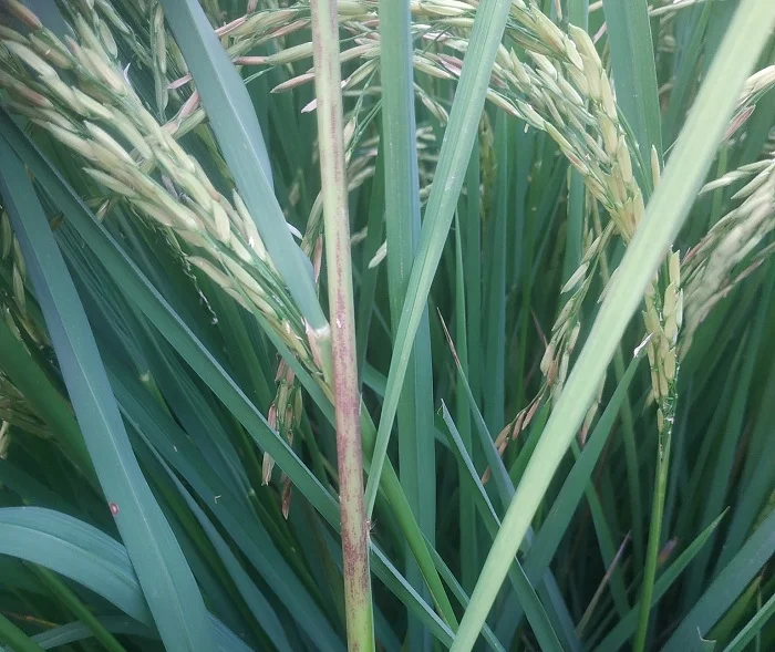 Emamectin benzoate 60g/l + Matrine 4g/l