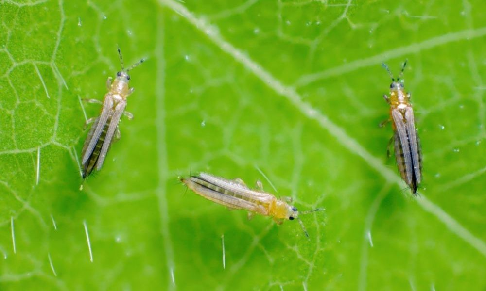 Thiamethoxam 35% w/w