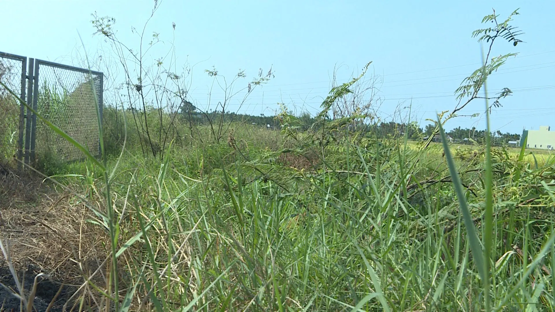 Glufosinate Ammonium 200g/L