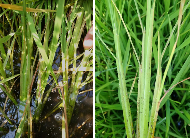 Thuốc Chứa Hoạt Chất Dinotefuran 200g/kg + Pymetrozine 400g/kg