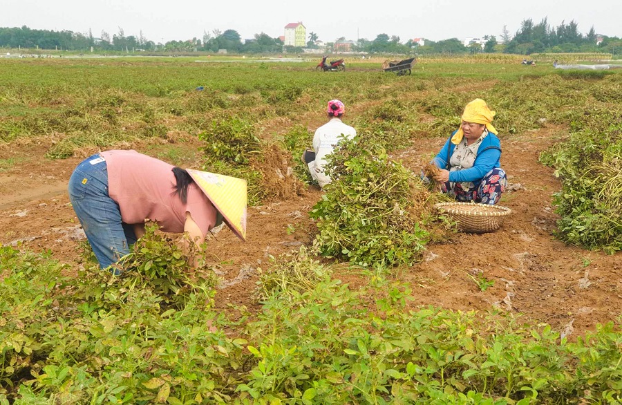 Quizalofo-p-Ethyl 50g/l: