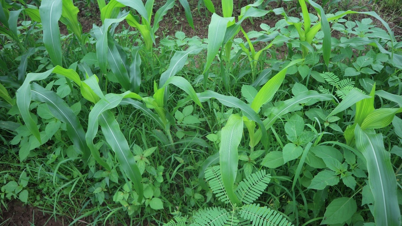 Glufosinate Ammonium 150g/L