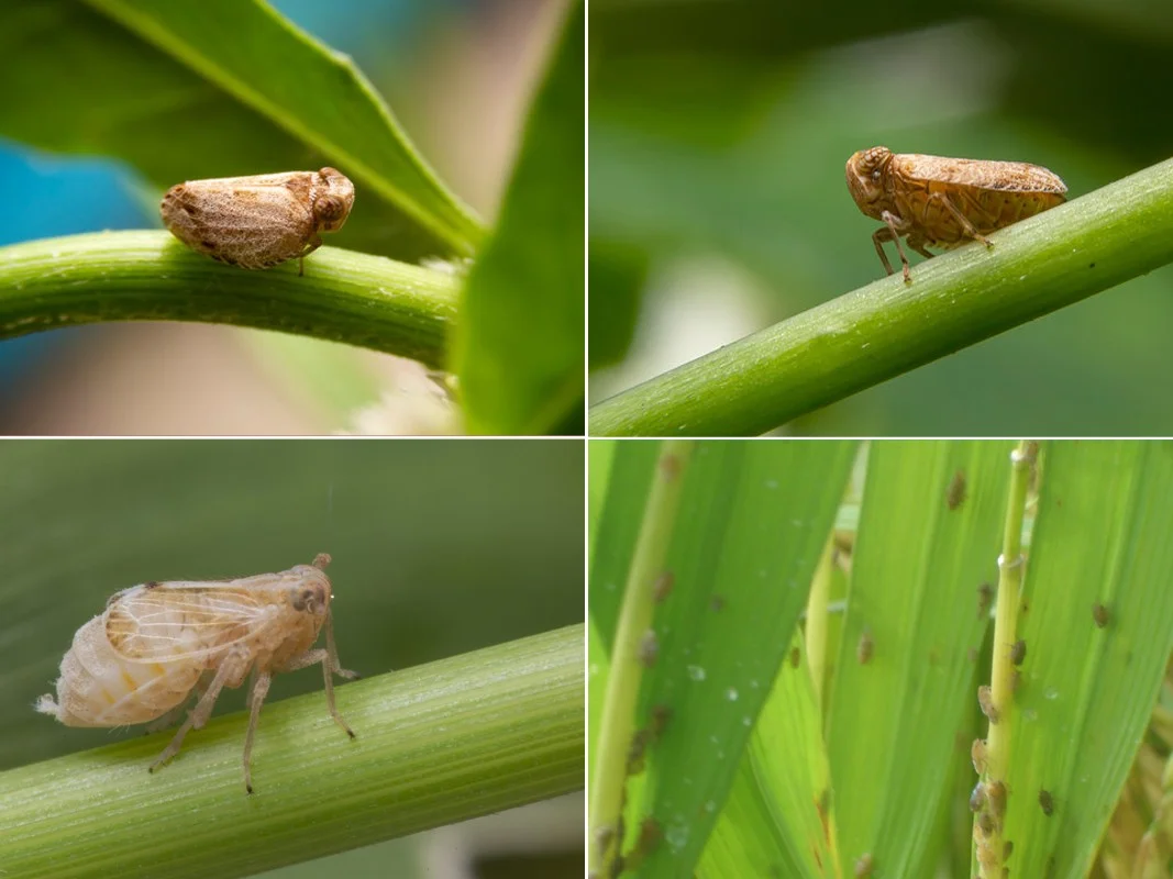 Thuốc Chứa Thiamethoxam 350g/l