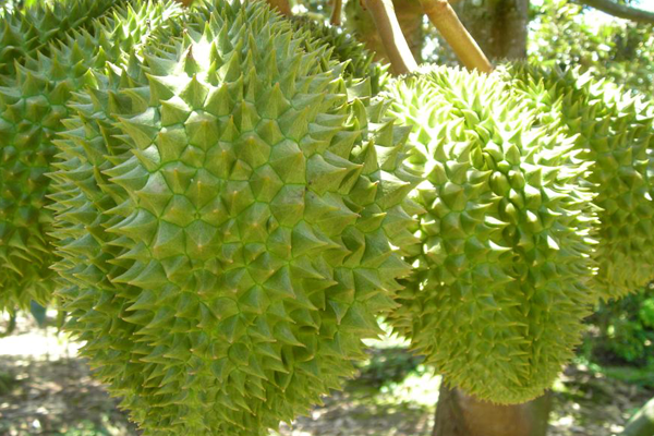 sầu riêng bị méo trái