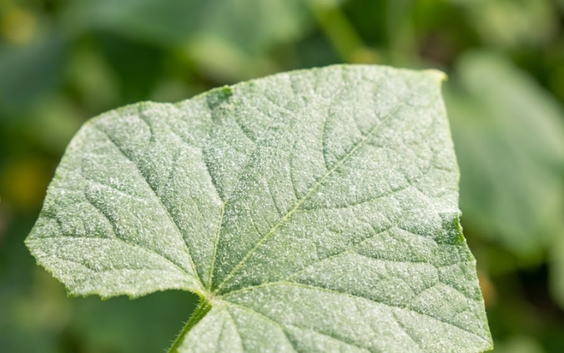 Dạng SC (Huyền Phù)