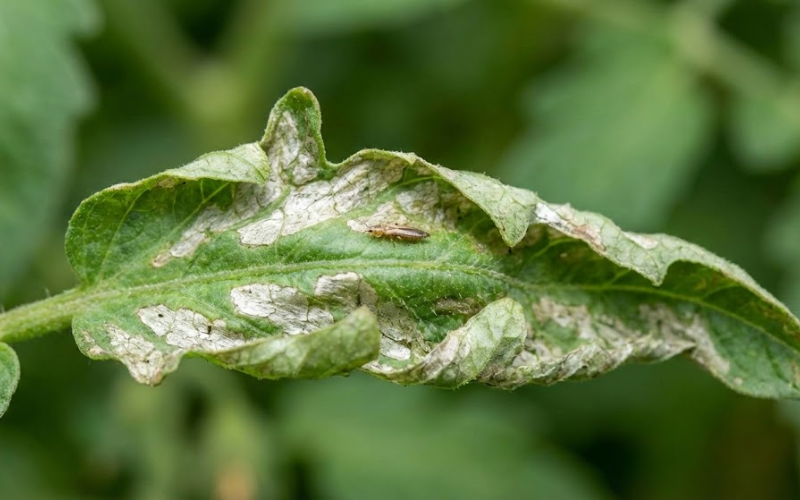 Bọ Trĩ Có Ngửi Được Không