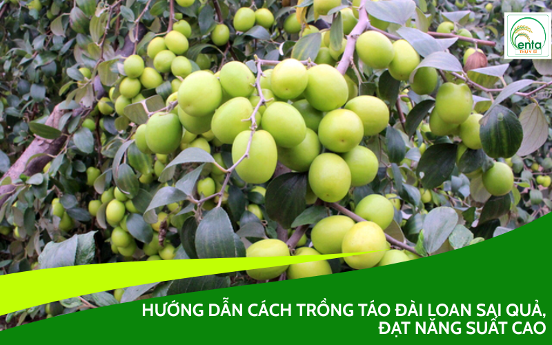 trồng táo Đài Loan
