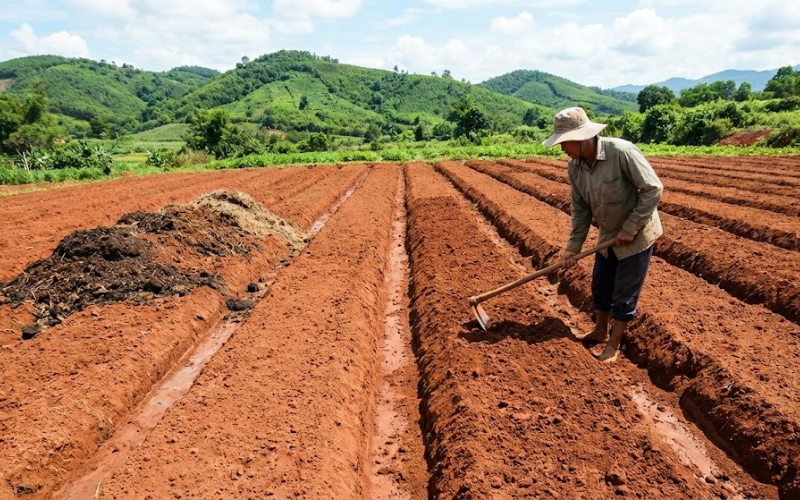 trồng táo Đài Loan
