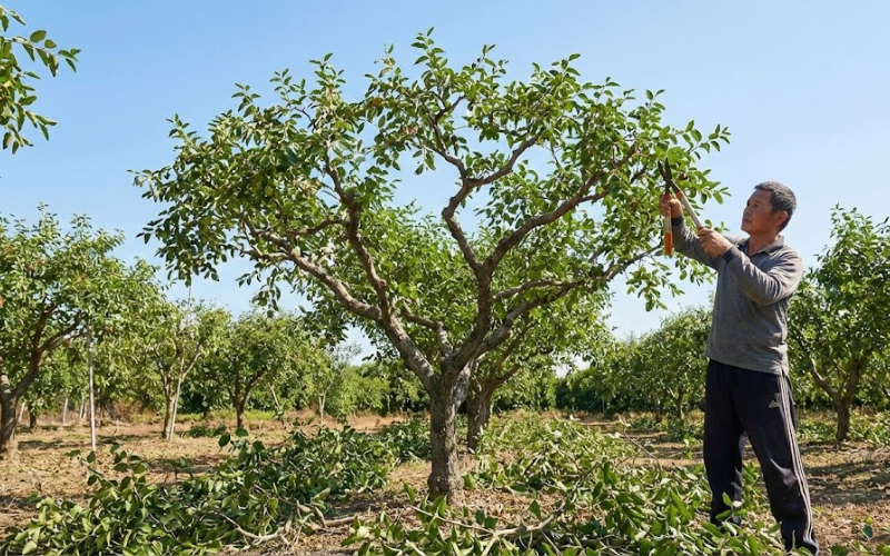trồng táo Đài Loan