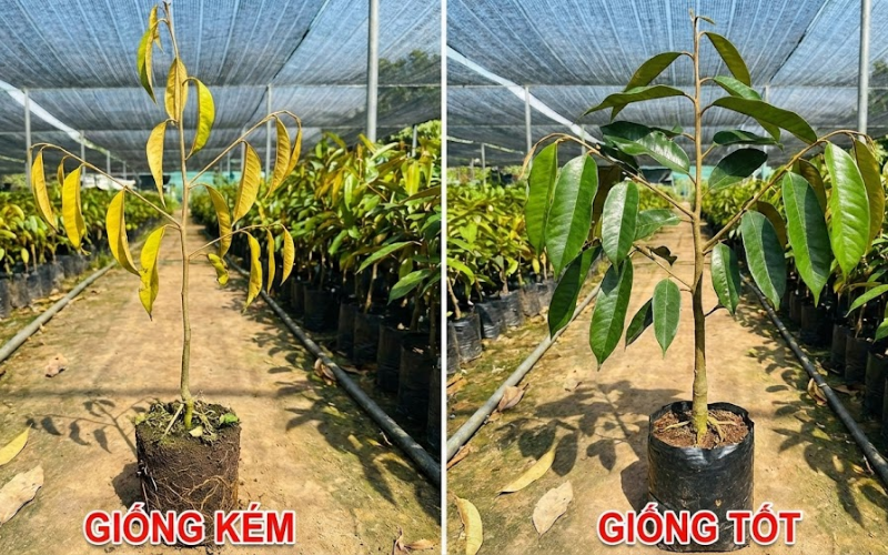 Trồng Sầu Riêng