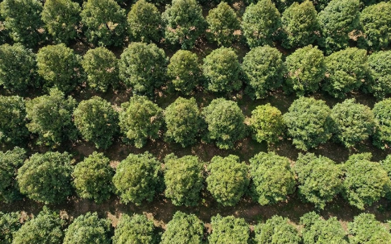 Trồng Sầu Riêng