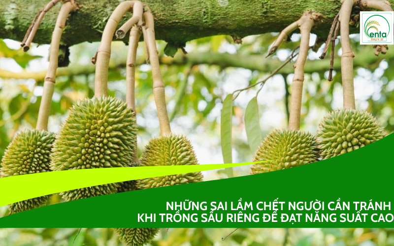 Trồng Sầu Riêng