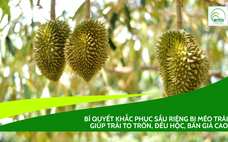 sầu riêng bị méo trái