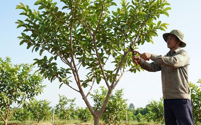 Kỹ thuật chăm sóc ổi Nữ Hoàng