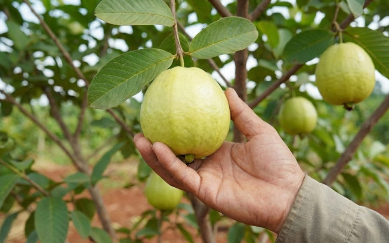 Kỹ thuật chăm sóc ổi Nữ Hoàng