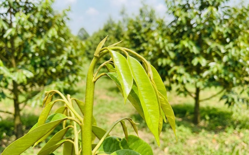 chăm sầu riêng 1 năm tuổi