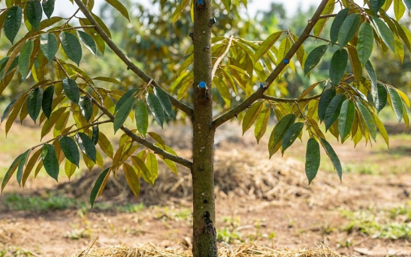 chăm sầu riêng 1 năm tuổi