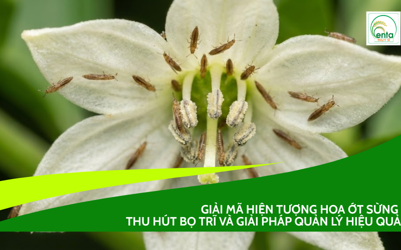 Hoa ớt Sừng Thu Hút Bọ Trĩ
