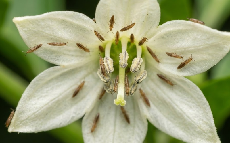 Hoa ớt Sừng Thu Hút Bọ Trĩ