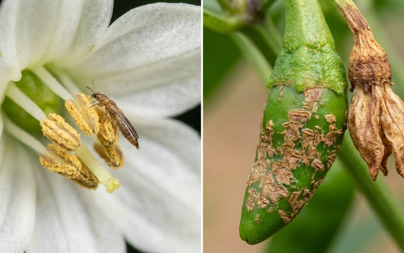 Hoa ớt Sừng Thu Hút Bọ Trĩ