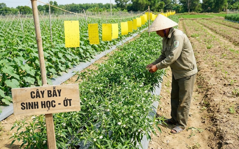 Hoa ớt Sừng Thu Hút Bọ Trĩ