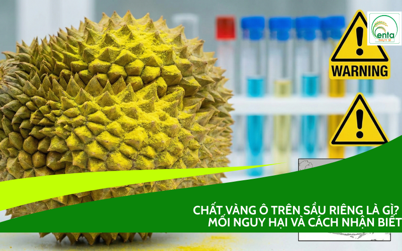 vàng ô trên sầu riêng