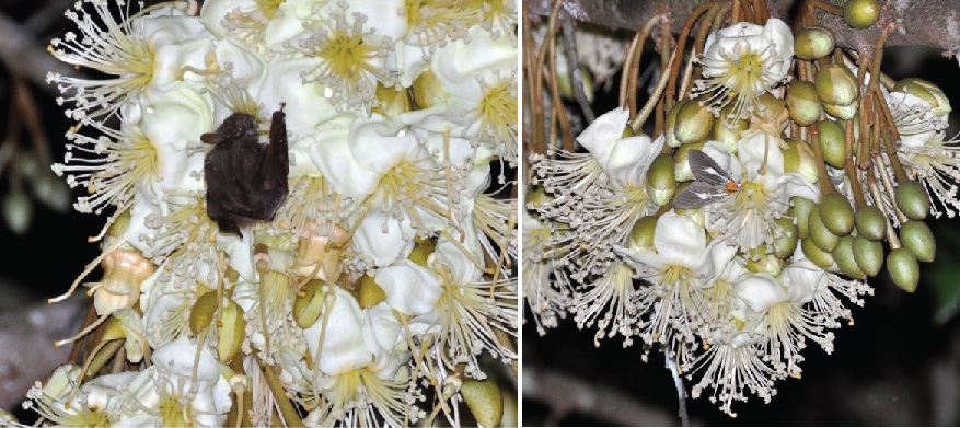 sầu riêng bị méo trái