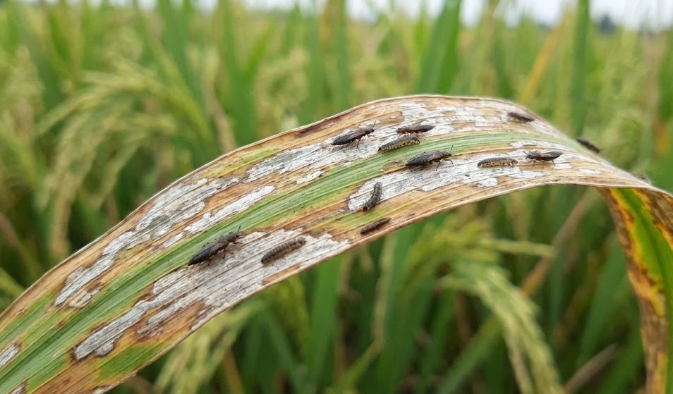 Thuốc chứa hoạt chất Lambda-cyhalothrin 25g/l