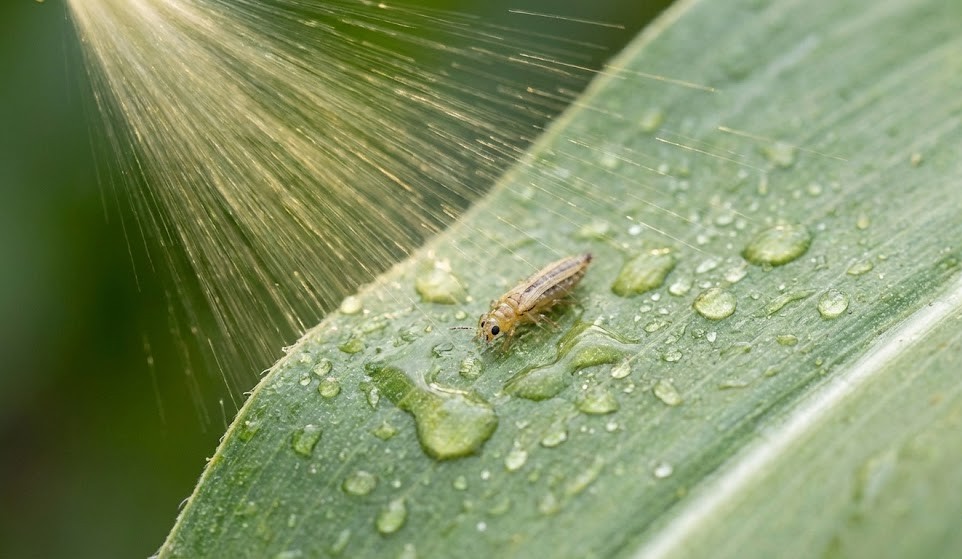 Alpha-Cypermethrin 5% w/w