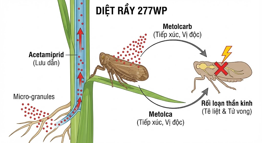 Thuốc Chứa Hoạt Chất Acetamiprid 77g/kg + Metolcarb 200g/kg: