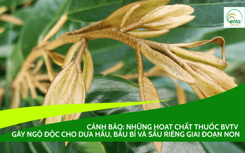 ngộ độc cho dưa hấu