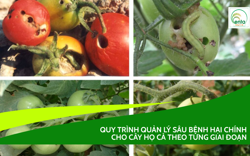 sâu bệnh hại chính cho cây họ cà